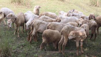 Las ovejas pastarán por el monte de  desde el 26 de junio al 7 de julio 