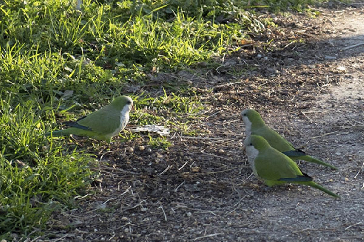 El Ayuntamiento deberá realizar una nueva solicitud para llevar a cabo esta acción