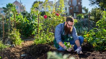 El PSOE de Las Rozas presenta alegaciones al reglamento de huertos urbanos
