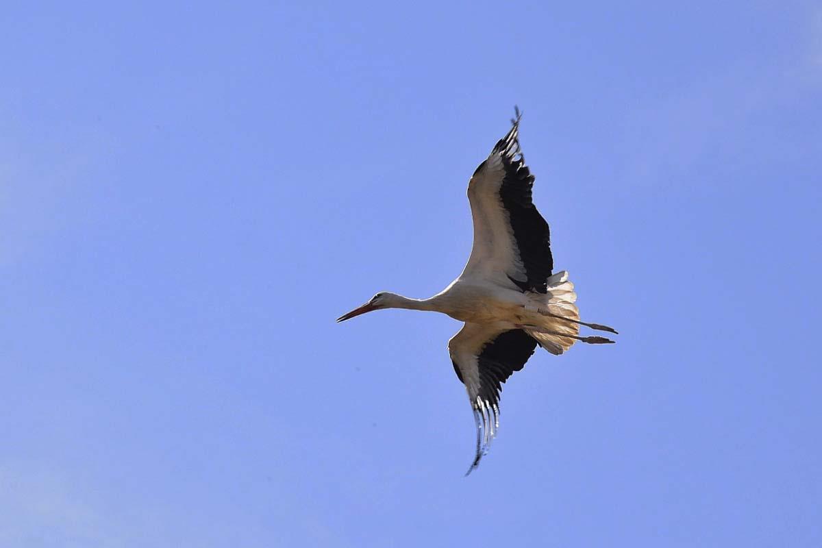 El concejal de Medio Ambiente, Enrique Nogues, ha asistido al acto en el que también ha participado un grupo de escolares del programa “Abierto para Jugar”