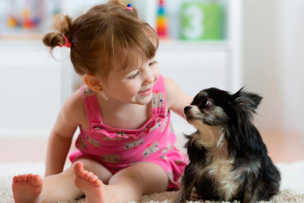 Los madrileños interesados en adoptar un animal podrán acceder a las 19 carpas virtuales