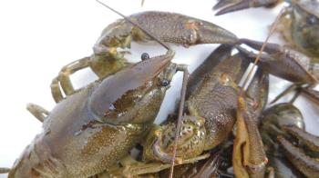 Estos animales han sobrevivido gracias a un hábitat aislado de los ríos principales