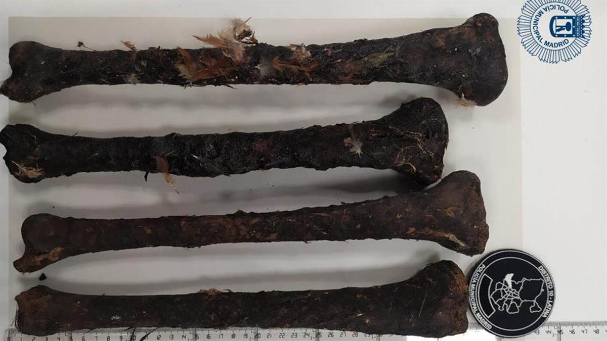 Las cuatro tibias las han enviado para realizar un informe técnico-parcial