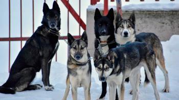 El madrileño se hizo viral tras salir a entrenar con sus perros por las nevadas calles del Barrio de Hortaleza
