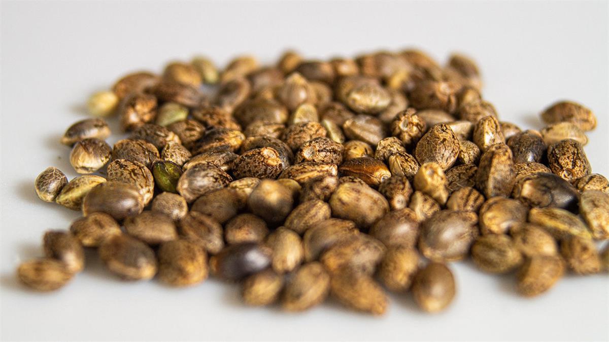 Hoy en día existen muchas preguntas que giran en torno a la legalidad de las semillas de cannabi