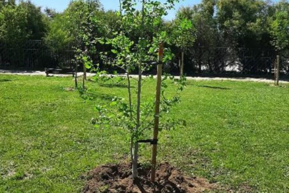 El pasado lunes se llevó a cabo la plantación de 10 nuevos árboles en distintos puntos de la localidad