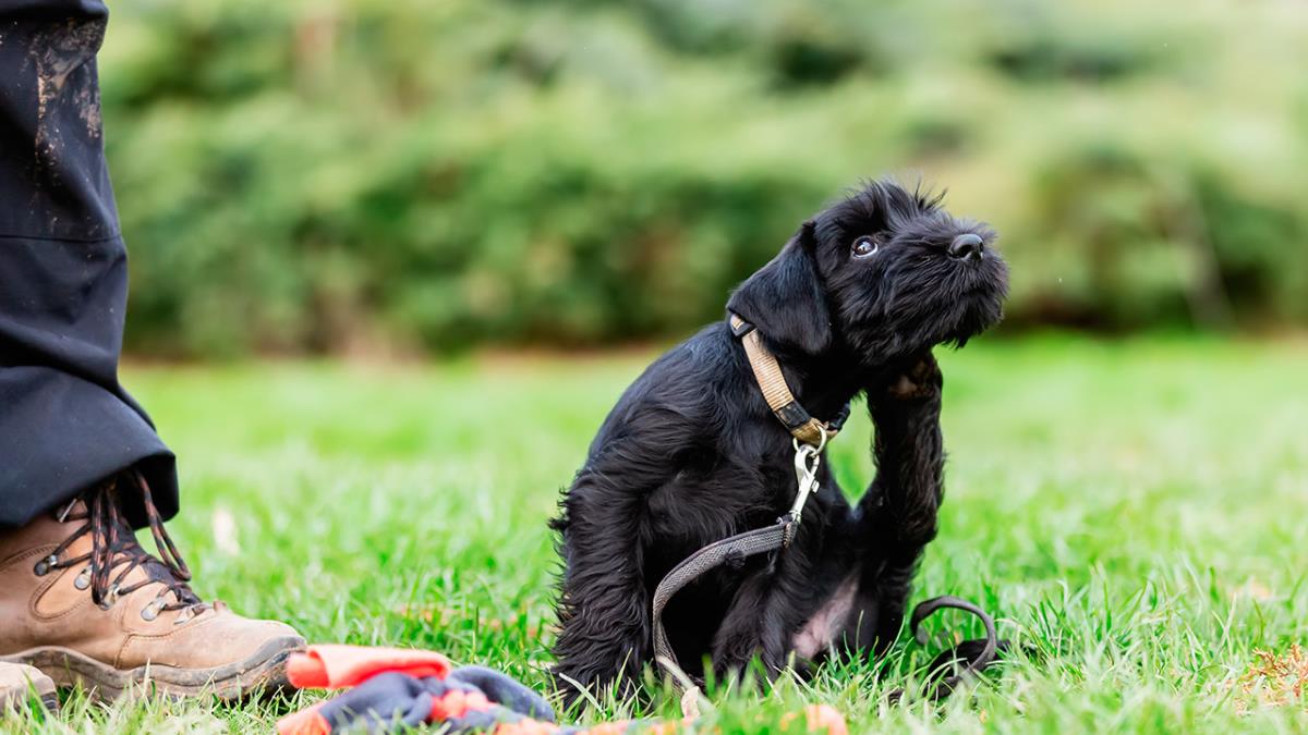 Llega el buen tiempo y con él, el momento de prevenir, por su bien y por el nuestro
