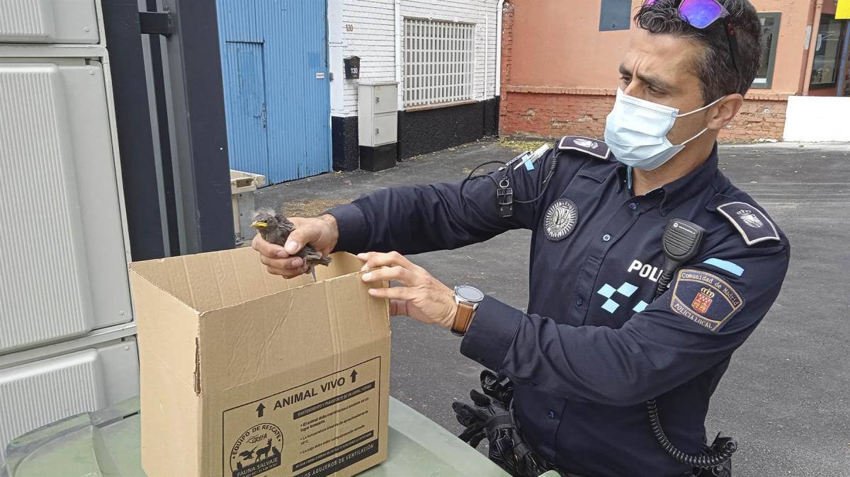 La Policía Local se ha hecho cargo del animal