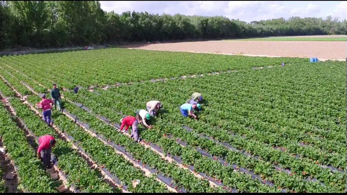 El desarrollo de estas huertas forma parte de la Estrategia 2030, y fue aprobada por unanimidad en el Pleno de enero