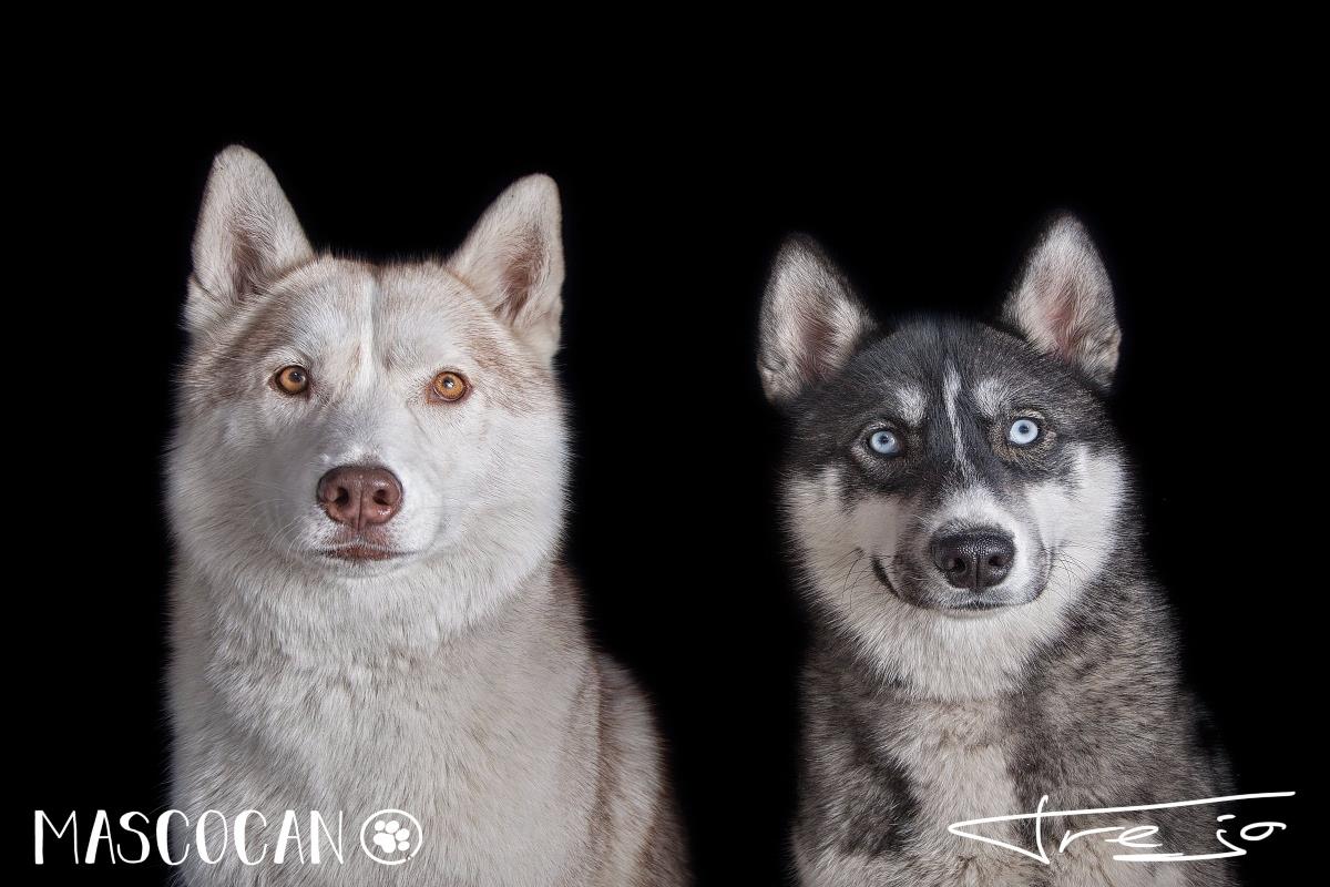 Mascocan celebra un evento anualmente en contra del abandono y el maltrato animal