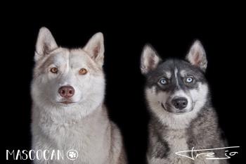 Mascocan celebra un evento anualmente en contra del abandono y el maltrato animal