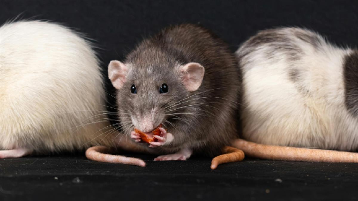 El Ayuntamiento está realizando un plan integral para garantizar la salud pública 