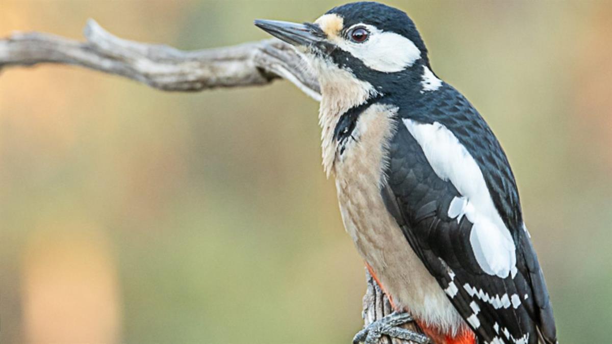 Una nueva exposición ofrece imágenes de las especies que componen nuestra biodiversidad