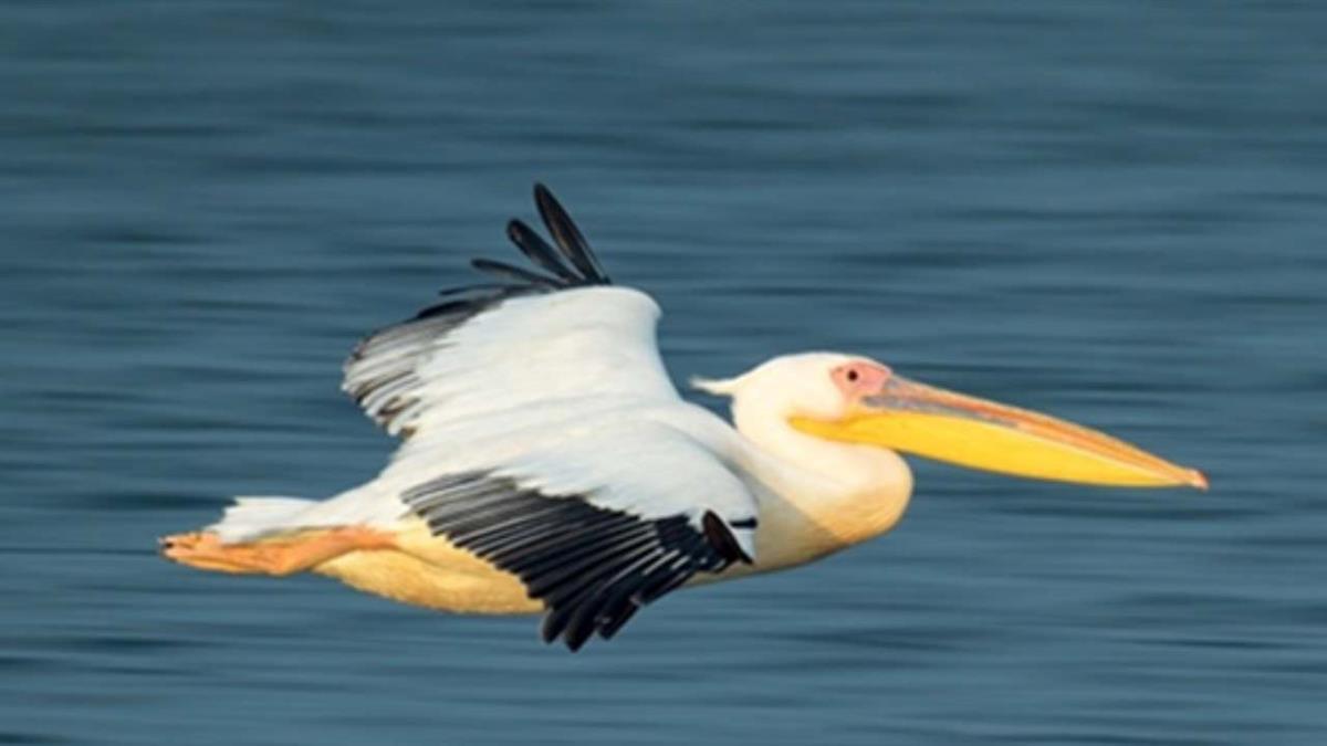 Se inaugura el 11 de septiembre 