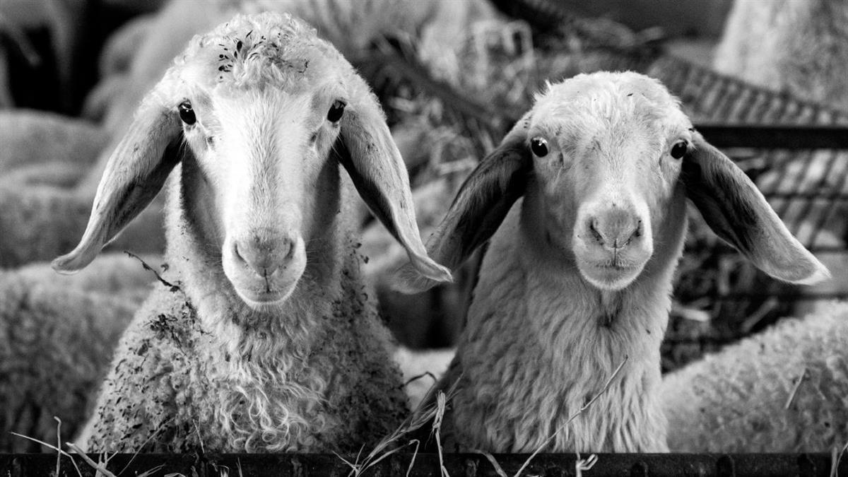 La muestra recoge la transformación y evolución de este oficio