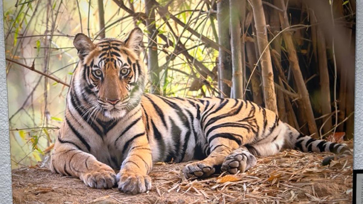 El artista Quique Marcelo expone su muestra fotográfica