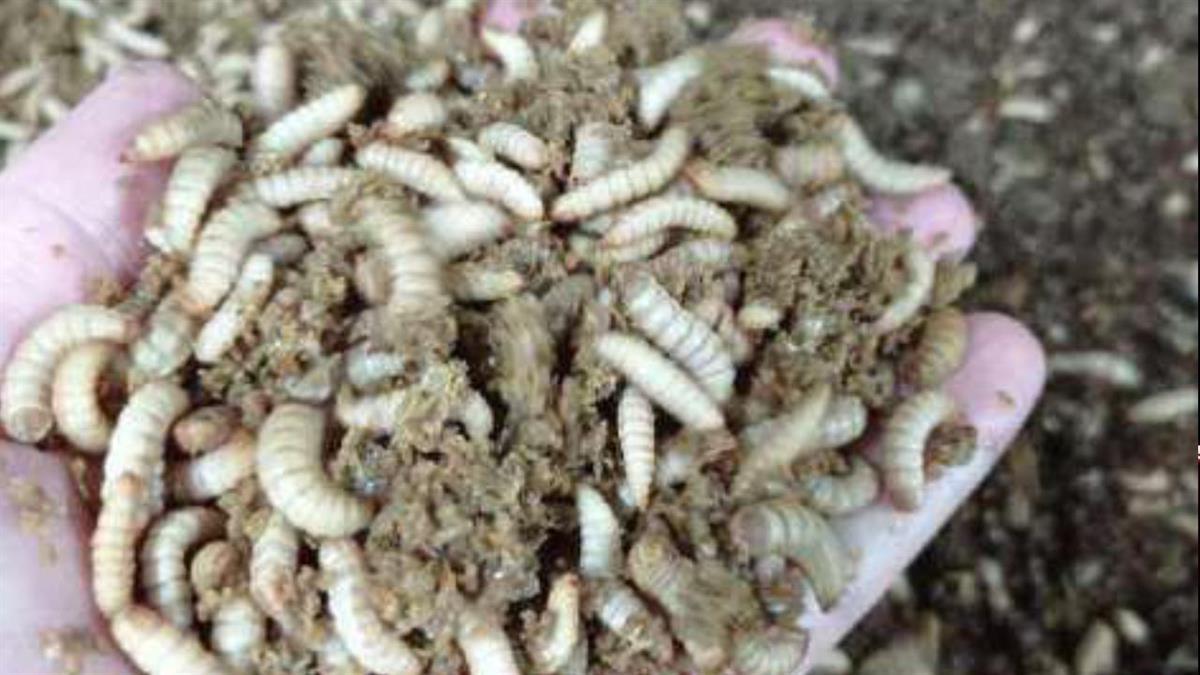 Ecologistas en Acción propone el traslado de la actividad a un Polígono Industrial