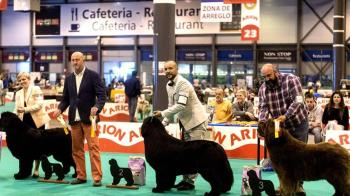 Un evento exclusivamente para perros y gatos