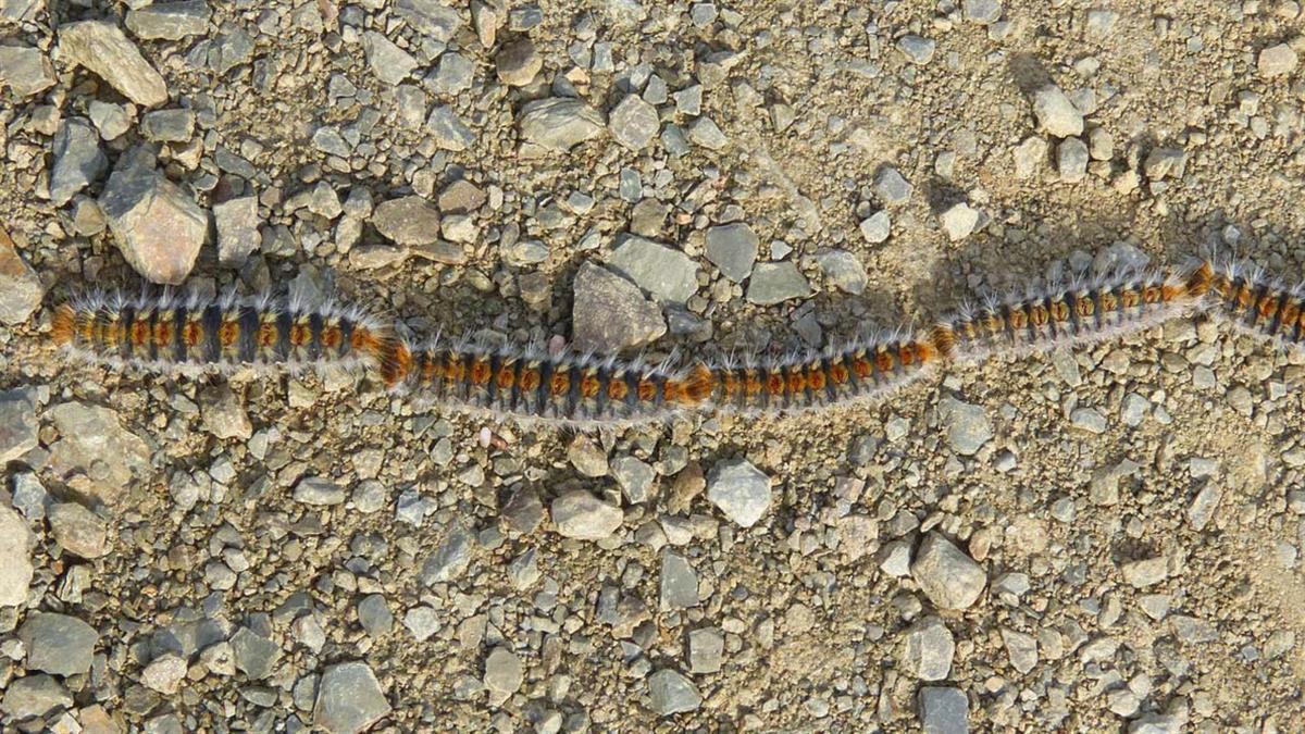 Este insecto puede provocar urticarias y alergias 