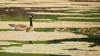 Se traslada la aplicación de medidas preventivas tras la detección de influenza aviar en el parque Mayarí