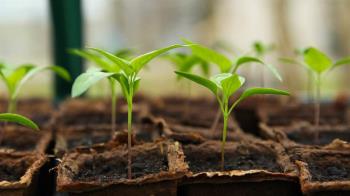 Podrán acceder a un contrato de 6 meses en Móstoles Desarrollo