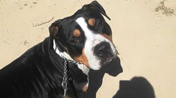 La Guardia Civil de Navalcarnero investiga un caso de maltrato animal en una guardería canina