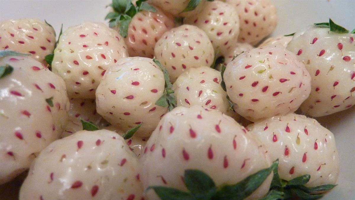 Cultivada en España, la 'pineberry' ha conquistado los paladares de medio mundo