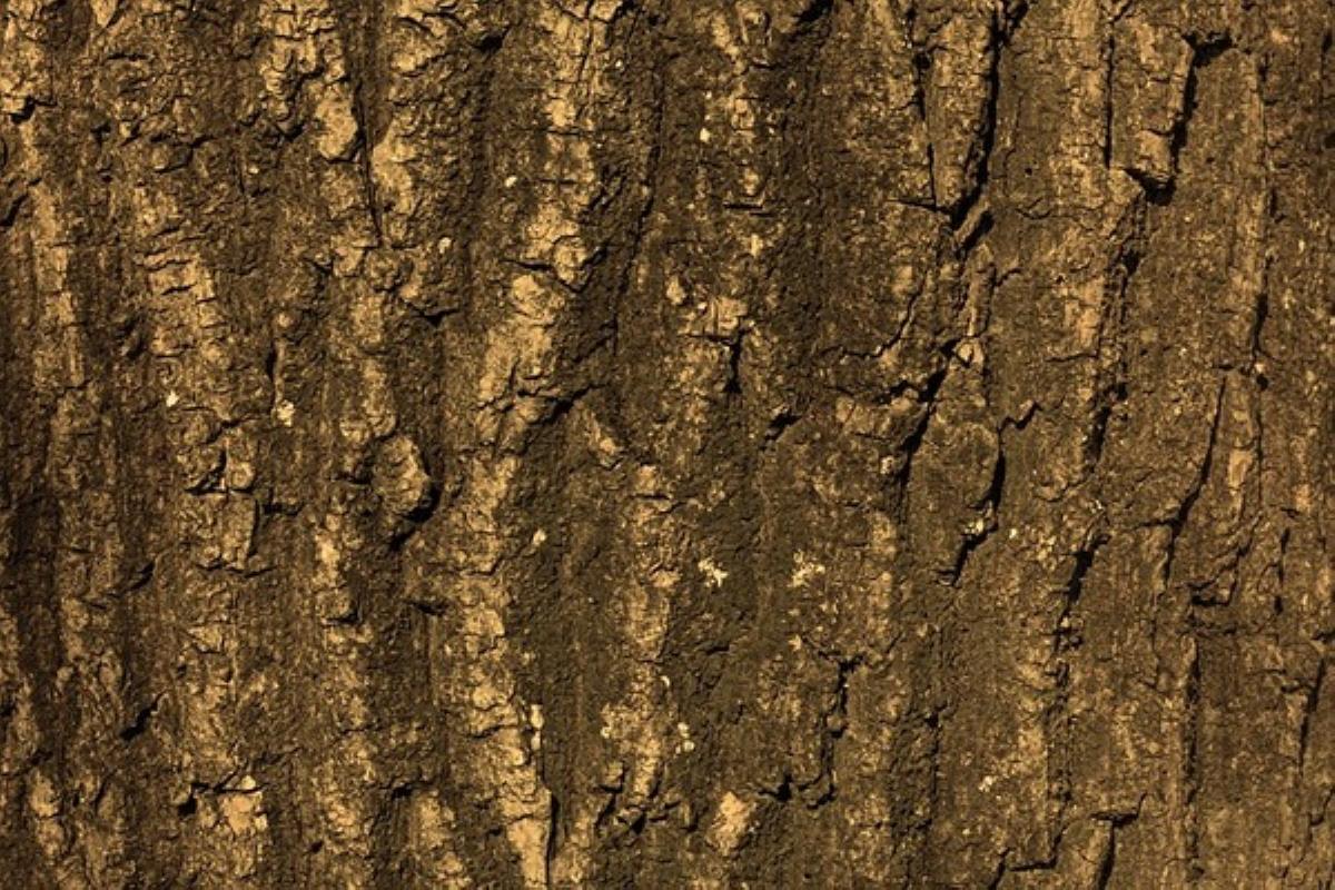 La galeruca es inofensiva para la salud humana, pero es molesta si se introduce en las casas