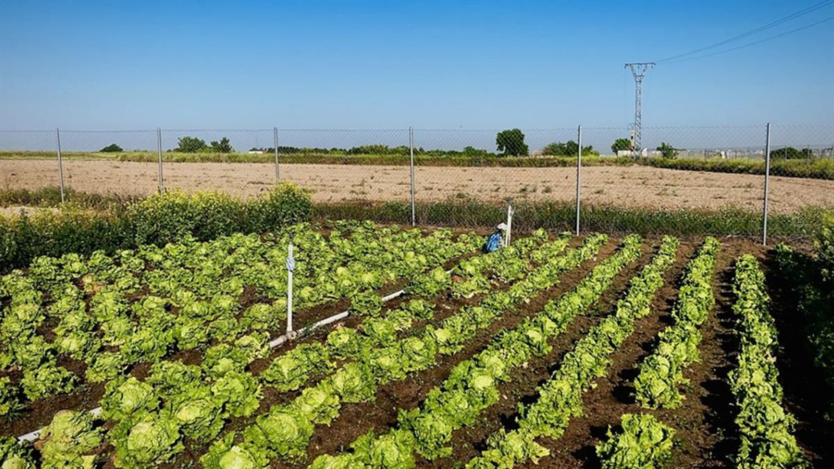 Se pone en marcha un programa temporal de empleo vinculado a la renaturalización del Parque Agrario y a actuaciones urbanas en el Distrito Centro