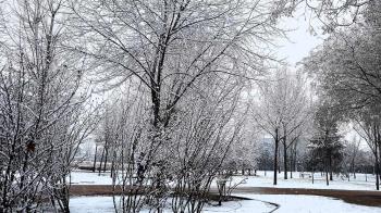 La reposición se ha realizado tanto en las zonas naturales como urbanas