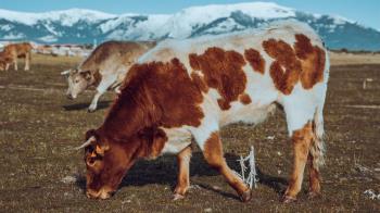 Los propietarios pagarán por res vacuna 20,30 € y por res caballar o asnal 45,70 €