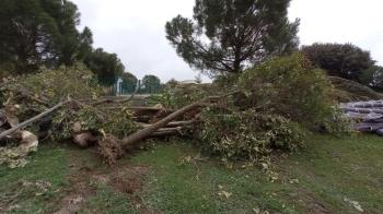 La formación se queja del incumplimiento de la Ley de Protección del arbolado urbano