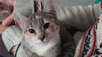 Se busca gatita perdida en Alcorcón desde el 6 de junio