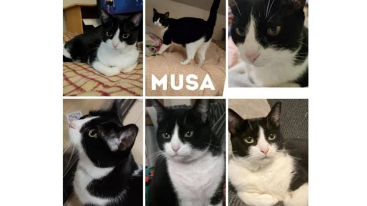 Responde al nombre de Musa