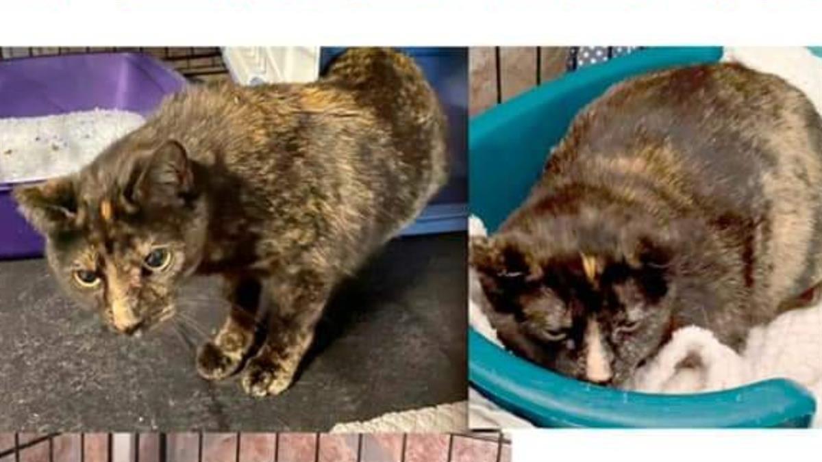 Si la ves, contacta por llamada o Whastapp al teléfono 676 022 124