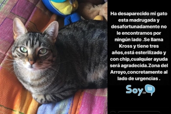 Gatito perdido en Fuenlabrada, zona del Arroyo