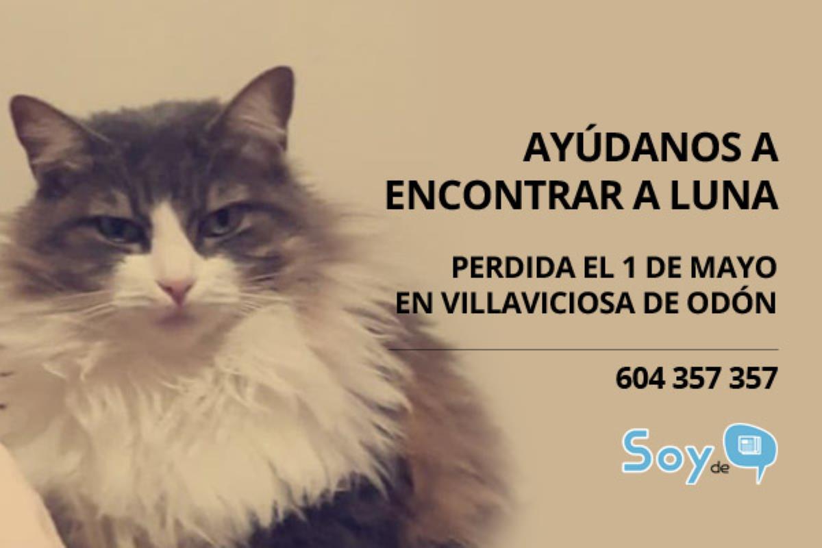 Luna se perdió ayer en Villaviciosa de Odón