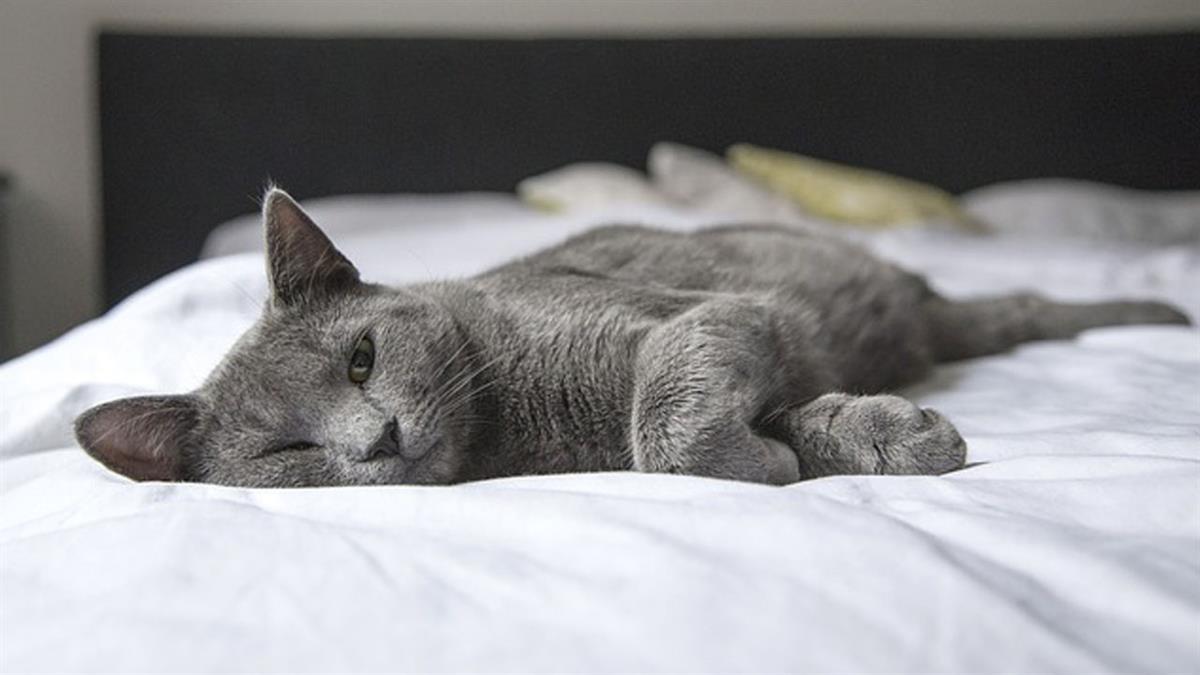La tenencia de gatos en los hogares españoles ha aumentado progresivamente