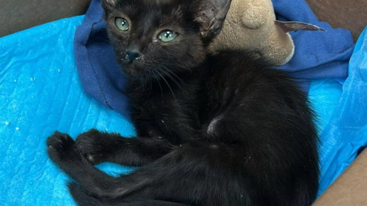 Esta práctica constituye un delito penado por la legislación vigente