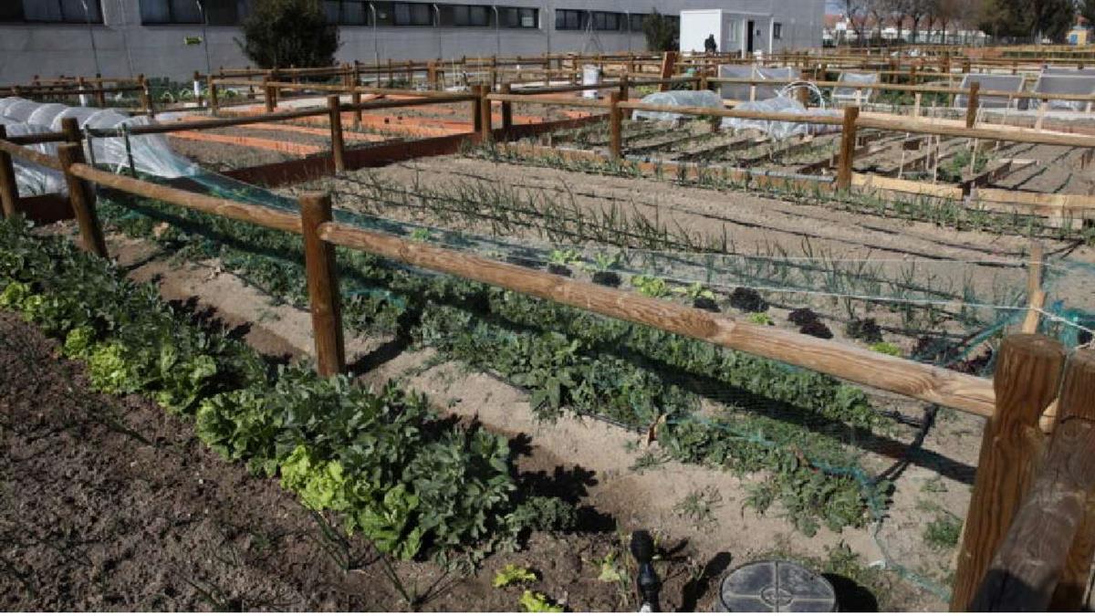 Se trata de una iniciativa internacional que promueve la transición hacia sistemas alimentarios más sostenibles y basados en vegetales