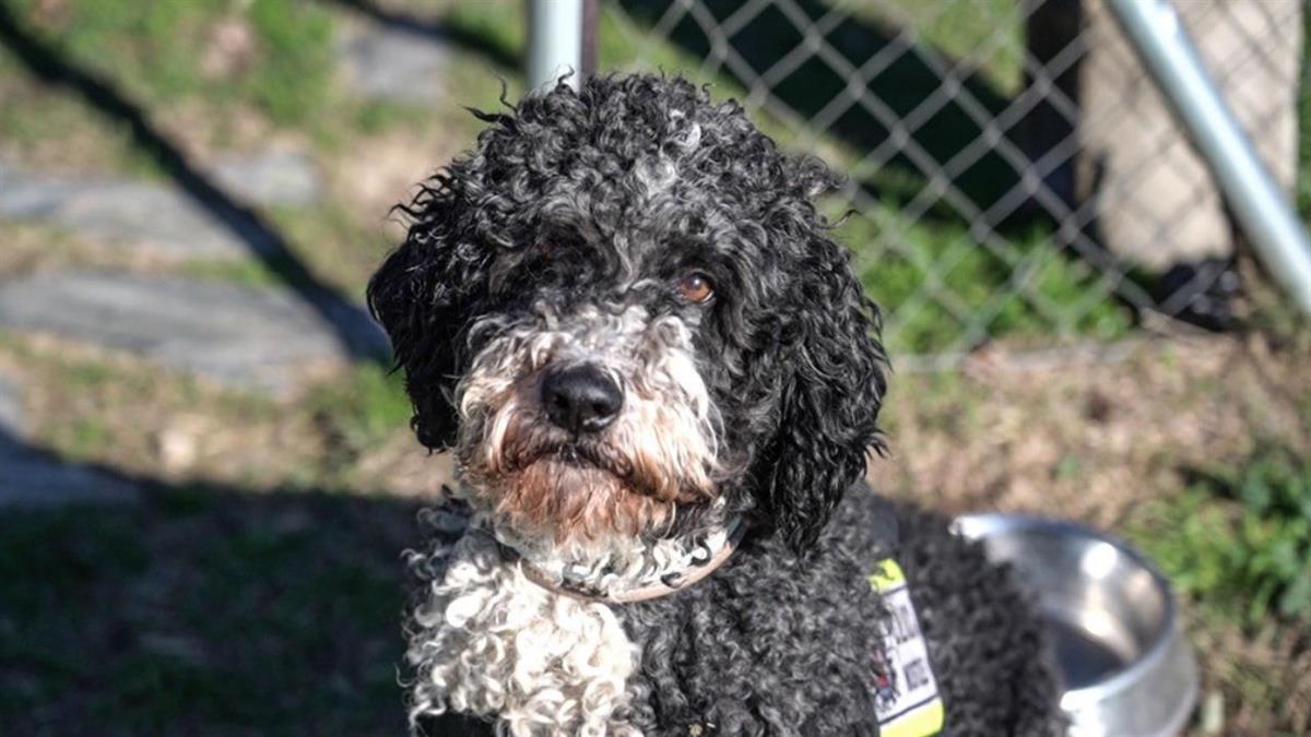 El Grupo municipal presenta una moción a pleno con medidas que también pretenden erradicar el abandono