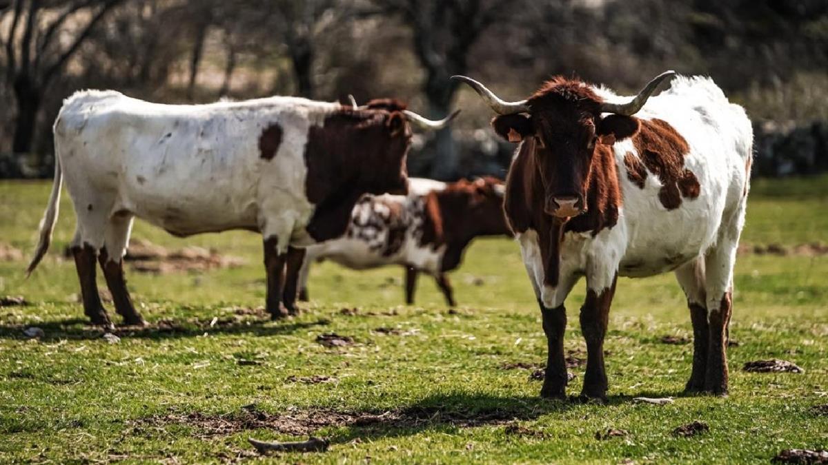 La Comunidad de Madrid ha abierto una nueva convocatoria de ayudas para la mejora de las explotaciones agrarias