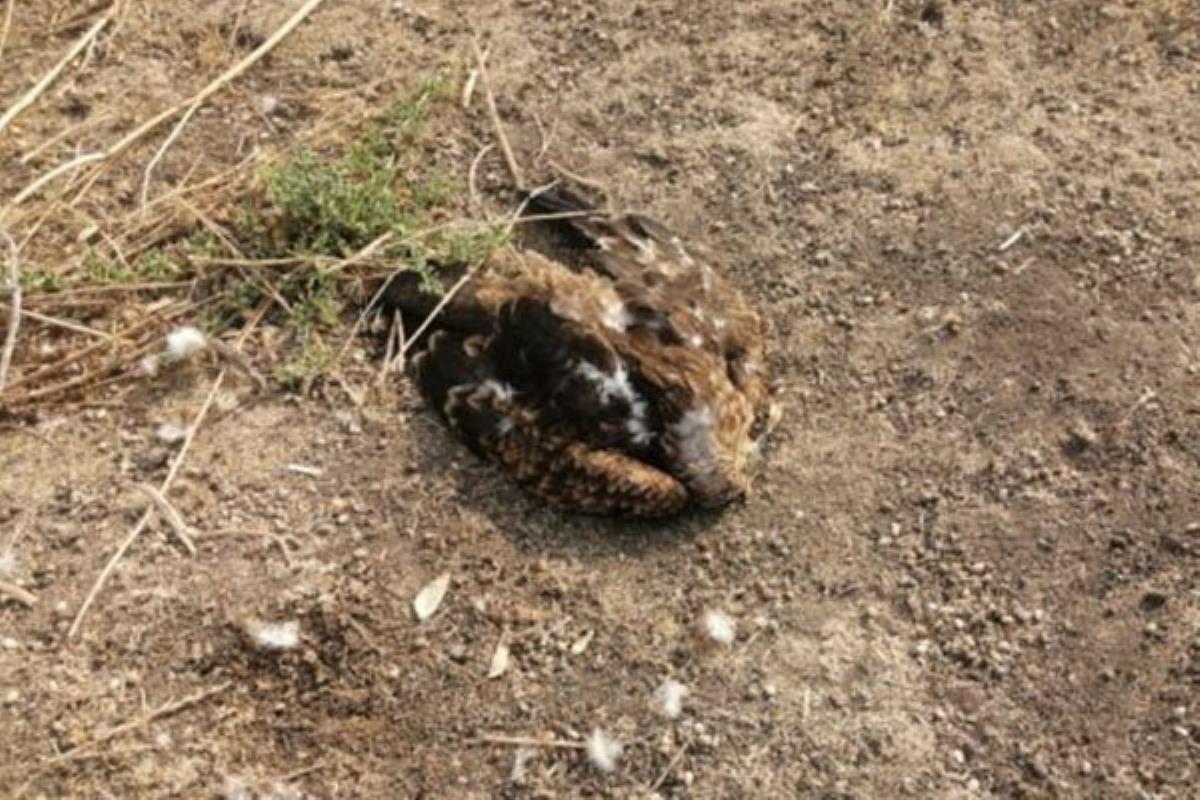 El hallazgo se ha producido cerca de la localidad de Perales del Río