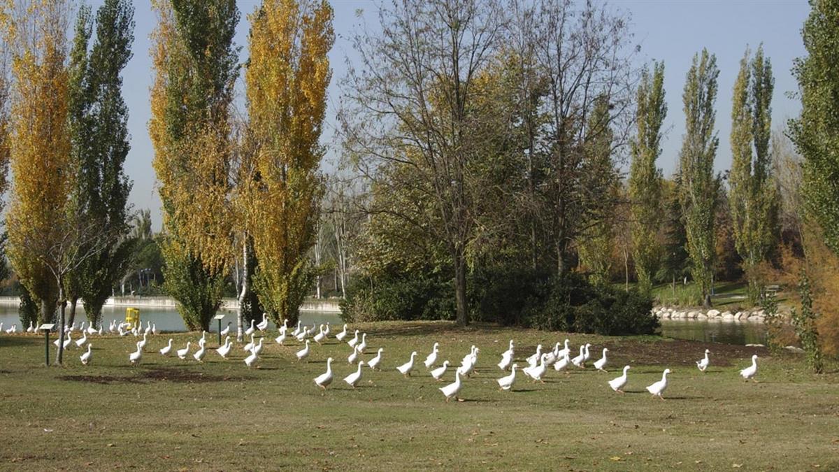 El Parque Natural de El Soto tuvo que cerrar al encontrar varias aves muertas