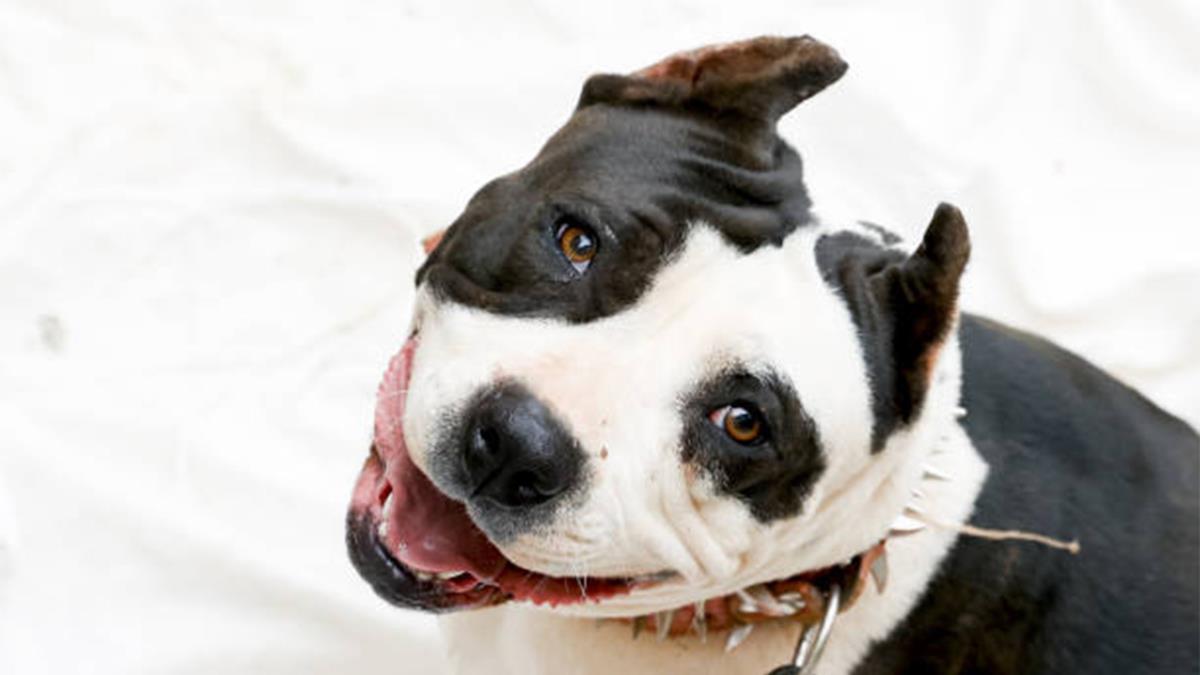 Nuestros perros siempre esperan con entusiasmo sus regalos, pero la diversión siempre debe ir acompañada de seguridad
