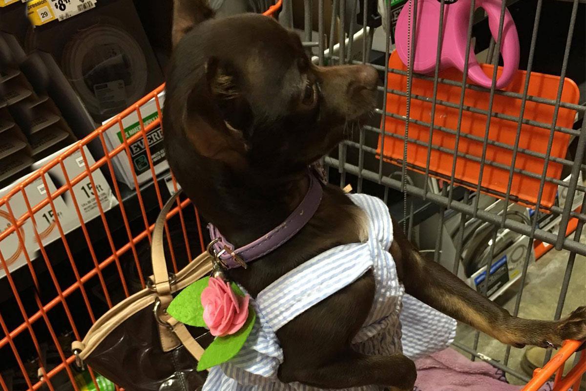 El complejo celebra su conversión con una promoción de peluquería para dueños y mascotas