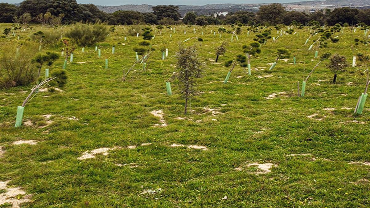 La huella de emisiones de carbono de Las Rozas, asciende a 3.693 toneladas de CO2 
