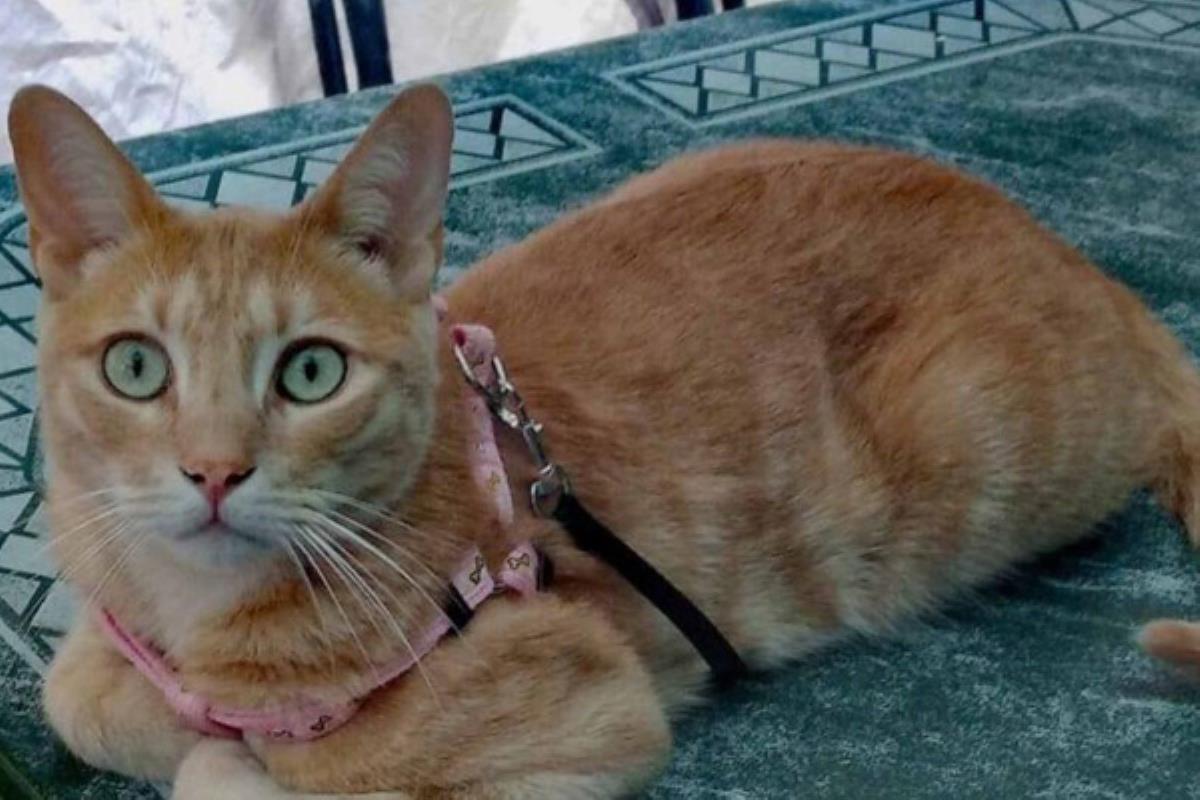 Si lo ves, llama al 609 183 251 para que pueda regresar a su hogar