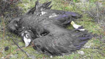 La sentencia considera que el acto es un delito contra la fauna recogida en el Código Penal por lo que se le condena a diez meses de prisión