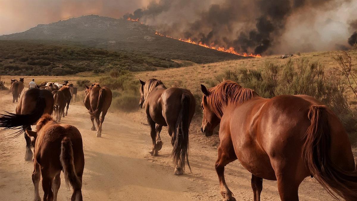 El Hospital abre sus puertas a todos los animales que se hayan visto afectados por los incendios de Batres y Navalcruz